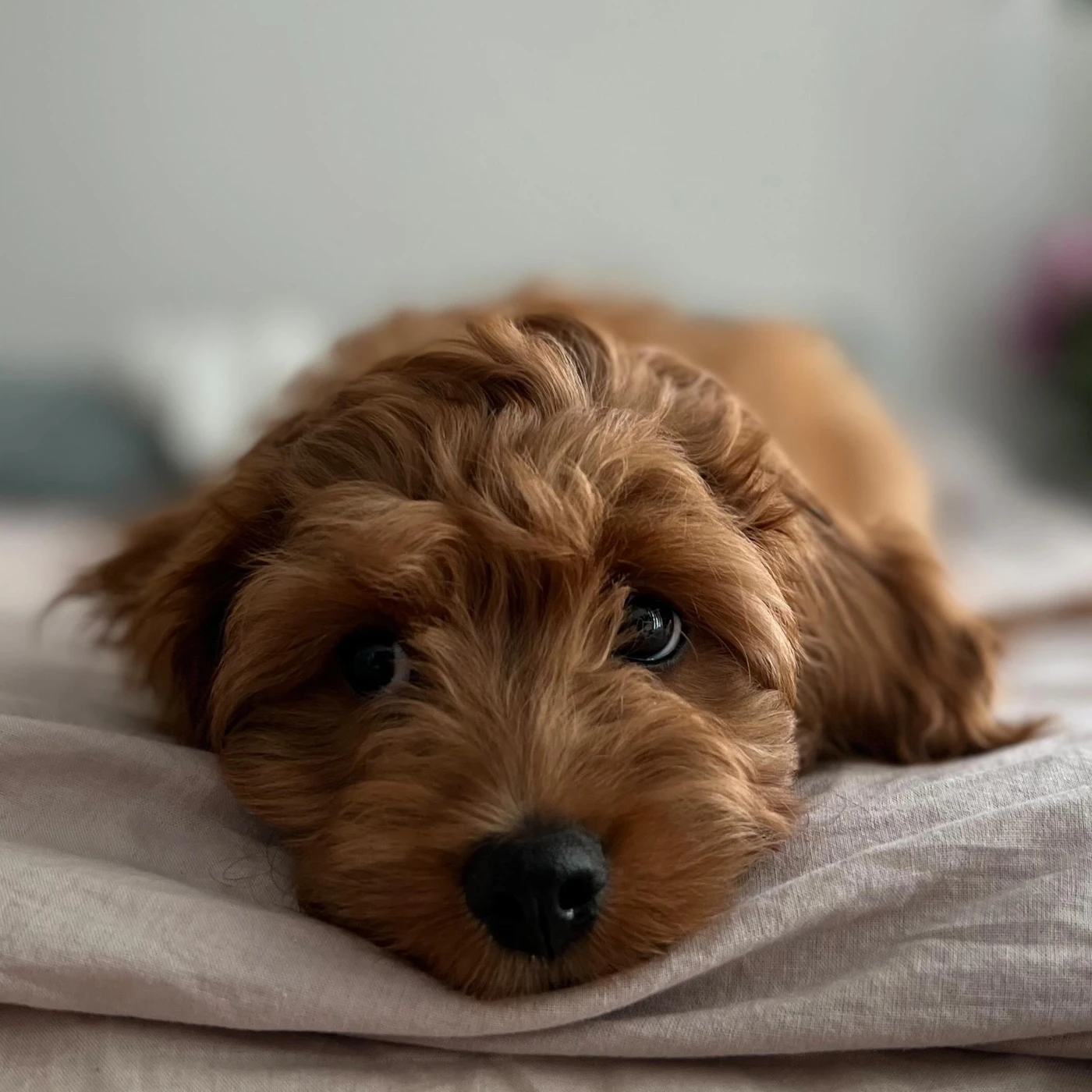 Cookie, the dog the company is named after